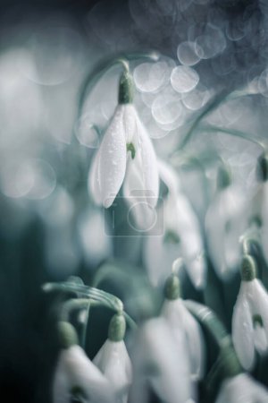 Photo for Spring flowers, snowdrops, white galanthus,  flowers, spring,  white flowers,  flowering, floral background, - Royalty Free Image