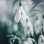 spring flowers, snowdrops, white galanthus,  flowers, spring,  white flowers,  flowering, floral background,