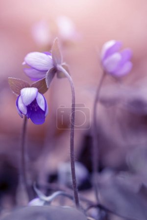 Téléchargez les photos : Hepatica nobilis, beautiful flowers in the garden - en image libre de droit