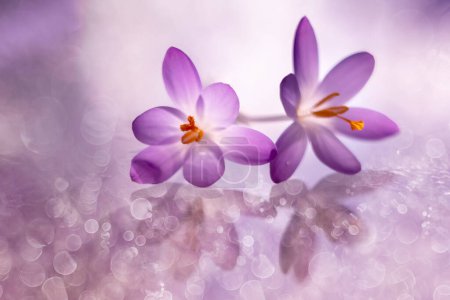 purple crocuses, flowers, purple flowers, blooming flowers, spring crocuses,