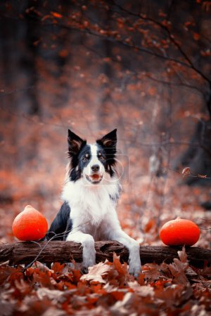 Foto de Collie fronterizo, perro de raza pura, adiestramiento de perros, perro inteligente, retratos de perros, - Imagen libre de derechos