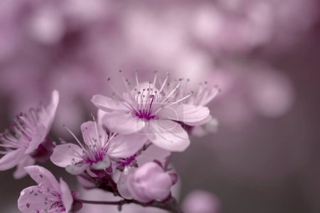 Téléchargez les photos : Fleurs de cerisier sakura blanc et rose, jardins printaniers avec des arbres en fleurs, jardin printanier ensoleillé, tons pastel, photos artistiques de fleurs, - en image libre de droit