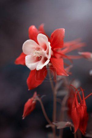 Photo for Columbine, red flowers on a sunny day, spring season, flower, blurred background, front shot - Royalty Free Image