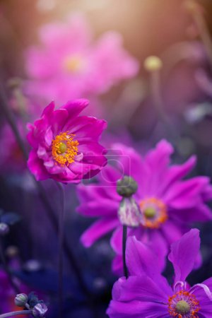 Téléchargez les photos : Anémones, fleurs blanches par une journée ensoleillée, saison de printemps, fleur, fond flou, prise de vue de face - en image libre de droit