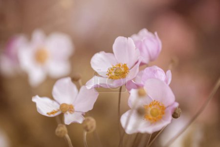 Téléchargez les photos : Anémones, fleurs roses par une journée ensoleillée, saison de printemps, fleur, fond flou, prise de vue de face - en image libre de droit