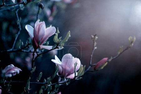 Photo for Magnolia flowers on a sunny day, close-up. Magnolia tree with beautiful pink petals outside. Spring magnolia flowers in the garden. - Royalty Free Image