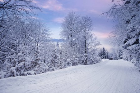 paysage hivernal dans les montagnes des Carpates