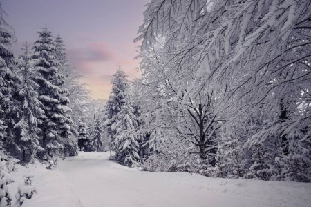 paysage hivernal dans la forêt, arbres enneigés et une route