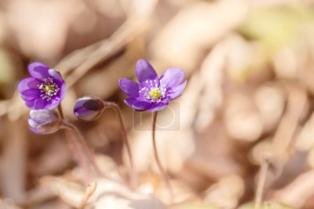 Hepatica nobilis flowers in the spring forest