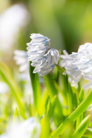 White spring flowers of Puschkinia scilloides Adams, spring season in the garden