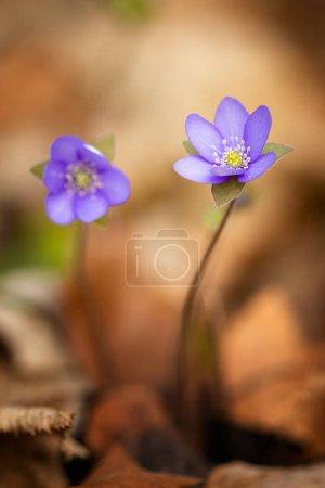 Hepatica nobilis flores en el bosque de primavera