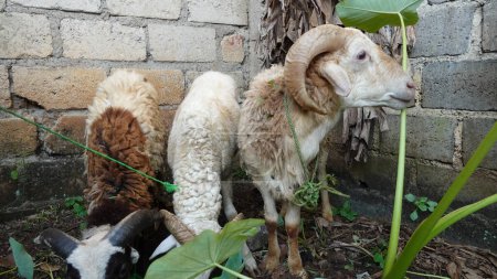 Ziege und Bauernhof. Jedes Jahr werden Ziegen, um ihren religiösen Glauben zu erfüllen, auf den Märkten der Opfertiere zum Verkauf angeboten