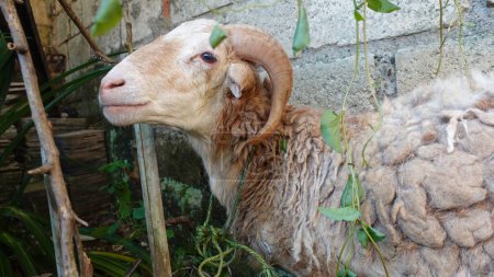 Foto de Cabra y granja. Cada año los musulmanes para cumplir sus creencias religiosas, cabras se ofrecen a la venta en los mercados de animales de sacrificio - Imagen libre de derechos