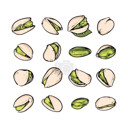 Set of pistachio nuts. Hand drawn vector illustration