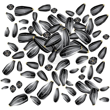 Illustration for Set of sunflower seeds in the shell vector Illustration - Royalty Free Image