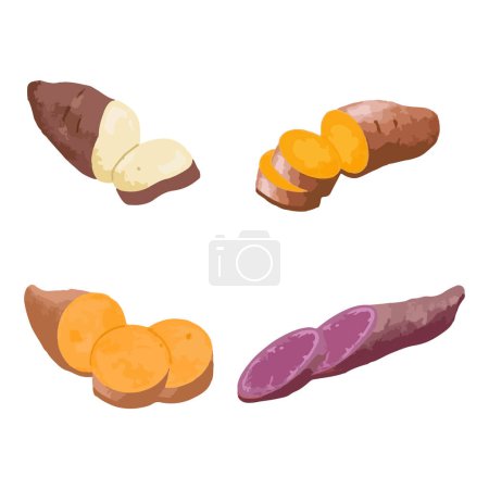 Ilustración de Conjunto de batatas. ilustración vectorial acuarela dibujado a mano - Imagen libre de derechos