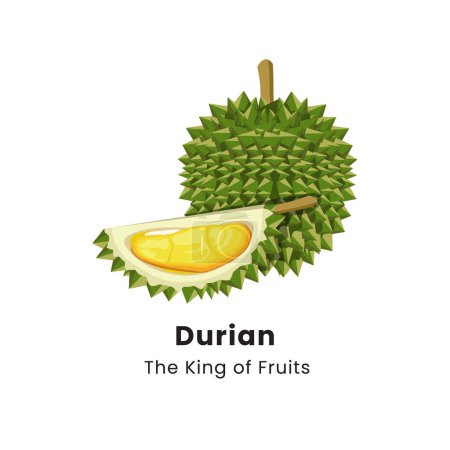 Ilustración vectorial de fruta duriana sobre fondo blanco