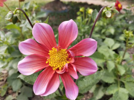 Téléchargez les photos : Rose dahlia fleur naturelle - en image libre de droit