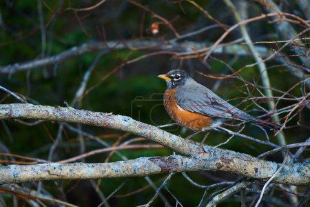This photo session captures the grace and beauty of the American robin in its natural habitat. From their vibrant plumage to their charming behavior, each image reveals the vibrant life of these birds                               