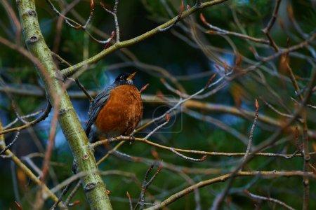 This photo session captures the grace and beauty of the American robin in its natural habitat. From their vibrant plumage to their charming behavior, each image reveals the vibrant life of these birds                               