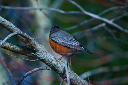 Photo for This photo session captures the grace and beauty of the American robin in its natural habitat. From their vibrant plumage to their charming behavior, each image reveals the vibrant life of these birds - Royalty Free Image