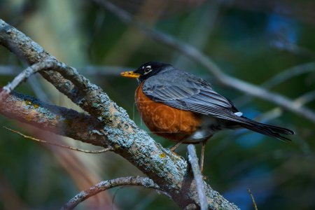Photo for This photo session captures the grace and beauty of the American robin in its natural habitat. From their vibrant plumage to their charming behavior, each image reveals the vibrant life of these birds - Royalty Free Image