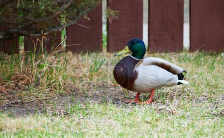 Serenity on the Water: A Photoshoot with the Majestic Mallard Duck                               
