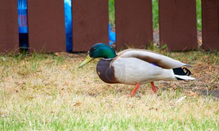 Serenity on the Water: A Photoshoot with the Majestic Mallard Duck                               