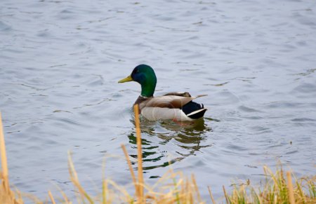 Foto de Serenity on the Water: A Photoshoot with the Majestic Mallard Duck - Imagen libre de derechos