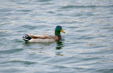 Foto de Serenity on the Water: A Photoshoot with the Majestic Mallard Duck - Imagen libre de derechos