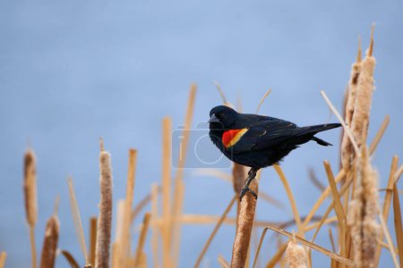 Sargento Gorrión: Capturando la belleza del pájaro azul oriental (Sialia sialis) en el desierto canadiense                               