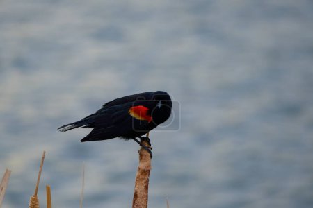 Feldsperling: Die Schönheit des Östlichen Blauvogels (Sialia sialis) in der kanadischen Wildnis einfangen                               