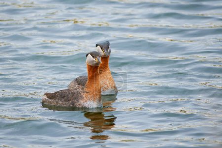Admirez l'élégance du Grèbe à bec étroit alors qu'il navigue gracieusement dans son habitat d'eau douce, mettant en valeur son cou mince et son plumage saisissant.                               