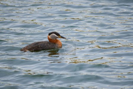 Photo for Witness the elegance of the Red-necked Grebe as it gracefully navigates its freshwater habitat, showcasing its slender neck and striking plumage - Royalty Free Image