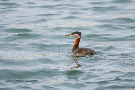 Witness the elegance of the Red-necked Grebe as it gracefully navigates its freshwater habitat, showcasing its slender neck and striking plumage                               