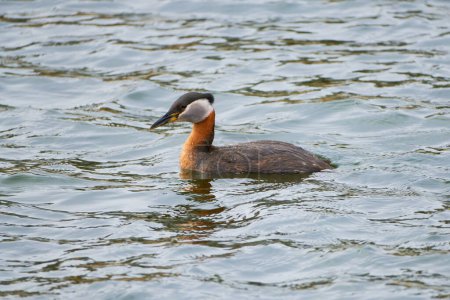 Photo for Witness the elegance of the Red-necked Grebe as it gracefully navigates its freshwater habitat, showcasing its slender neck and striking plumage - Royalty Free Image