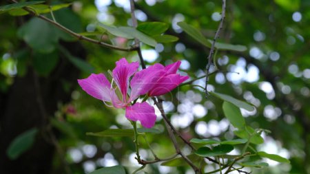 Foto de Bauhinia Blakeana, comúnmente llamado árbol de la orquídea de Hong Kong. - Imagen libre de derechos
