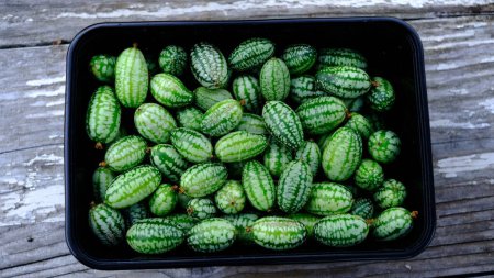 Melothria scabra, commonly known as the Cucamelon, Mexican miniature watermelon, Mexican sour cucumber, Mexican sour gherkin, mouse melon, or pepquinos, is a species of flowering plant in the cucurbit