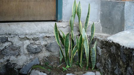 Téléchargez les photos : Snake Plant ou Dracaena trifasciata est une espèce de plante de la famille des Asparagaceae. Il est plus communément connu comme l'épée de Saint-Georges, la langue de la belle-mère et le chanvre arc de vipère. - en image libre de droit