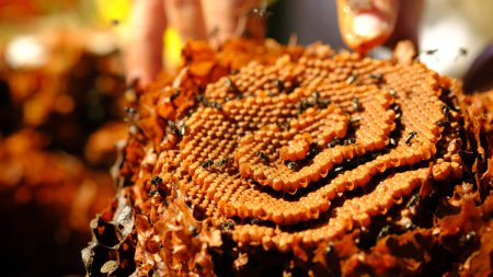 Foto de Abierto Sugarbag Abeja espiral colmenas.Sugarbag Abeja o Tetragonula Carbonaria es una abeja sin aguijón, endémica de la costa noreste de Australia. - Imagen libre de derechos