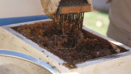 Foto de Prensado y revuelto Colmenas de Sugarbag con clavos para extraer la miel. - Imagen libre de derechos