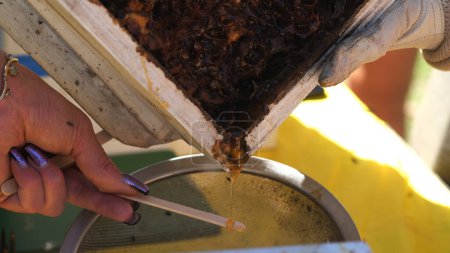 Foto de Verter y extraer la miel Sugarbag de la caja de colmenas. Para extraer miel moliendo o pulverizando sus colmenas y vertiendo. - Imagen libre de derechos