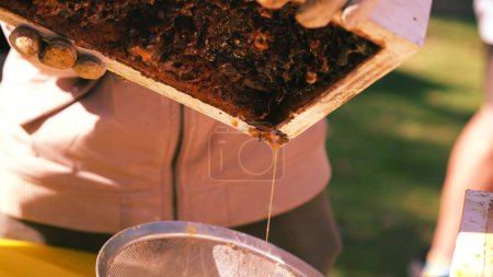 Foto de Verter y extraer la miel Sugarbag de la caja de colmenas. Para extraer miel moliendo o pulverizando sus colmenas y vertiendo. - Imagen libre de derechos