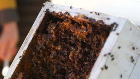 Foto de Abierto Sugarbag Colmenas de abejas. Sugarbag Bee o Tetragonula Carbonaria es una abeja sin aguijón, endémica de la costa noreste de Australia.. - Imagen libre de derechos