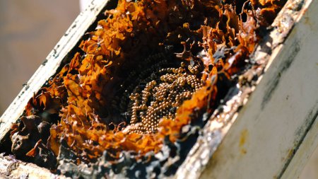 Foto de Abierto Sugarbag colmenas de abejas. Sugarbag Bee o Tetragonula Carbonaria es una abeja sin aguijón, endémica de la costa noreste de Australia.. - Imagen libre de derechos