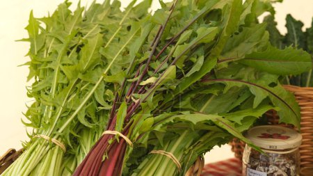 Téléchargez les photos : Puntarelle ou cicoria di catalogna ou cicoria asparago est une variante de chicor - en image libre de droit
