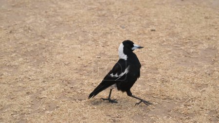 Photo for Australia magpie or Gymnorhina tibicen is a aggressive swooping bird. - Royalty Free Image
