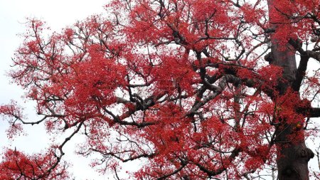 Brachychiton acerifolius ist ein großer Baum, der für seine leuchtend roten glockenförmigen Blüten bekannt ist. Es wird allgemein als Flammenbaum, Illawarra Flammenbaum, Lakebark Baum oder Kurrajong bekannt.
