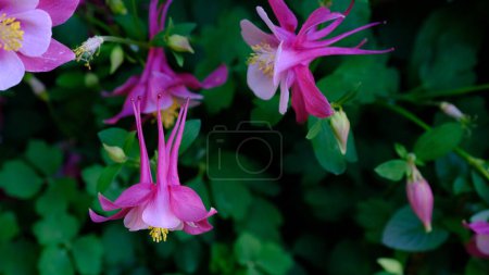 Foto de Flor de Columbina Rosa en un jardín. Aquilegia nombres comunes capó de la abuela. - Imagen libre de derechos