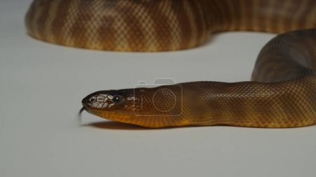 Stimpson's python or Antaresia Stimsoni are among the smallest types of python, with most adults measuring approximately 34 inches. 